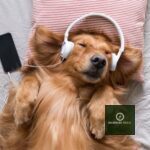 Watch GreatWall’s Claustrophobic New “Dogs” Video