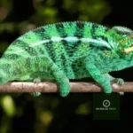Chameleónovité: Exploring the World of Chameleon Species 2025