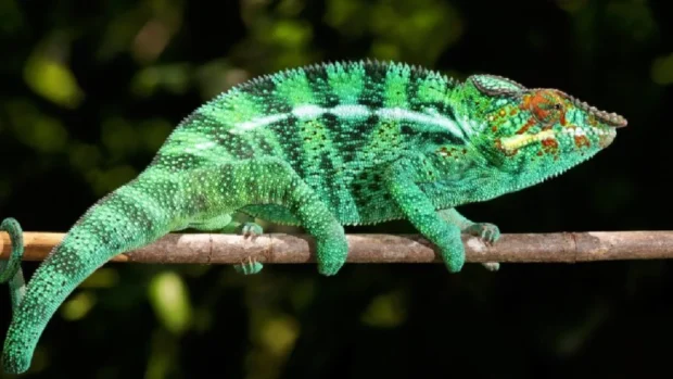 Chameleónovité: Exploring the World of Chameleon Species 2025