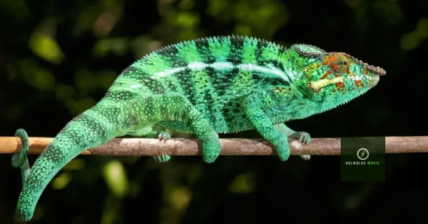 Chameleónovité: Exploring the World of Chameleon Species 2025